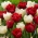 Tulip untuk bunga potong - Pilihan varietas dalam nuansa putih dan merah - 50 pcs - 