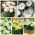 Selección de plantas de maceta - especies blancas y cremosas - de flores blancas - 5 variedades - 