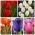 Tulip - Utvalg av fargerike varianter for snittblomster - 50 stk - 