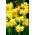 Jonquil - rush daffodil - Sweetness - pack besar! - 100 pcs - 