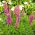 Garten-Lupine Chatelaine Samen - Lupinus polyphyllus - 90 Samen