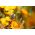 Anglické Wallflower (dvojročné) zmiešané semená - Cheiranthus Cheiri