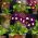 Primrose smíšená semena - Primula x pubescens - 110 semen