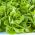 Hlávkový salát Butterhead May Semena královny - Lactuta sativa (semena s povlakem) - 50 semen - Lactuca sativa L. var. Capitata