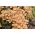 Bal mantarı - Armillaria mellea