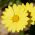 Glandular Cape marigold, Namaqualand daisy, Orange Namaqualand daisy, Dimorphoteca sinuata syn. Dimorphoteca aurantiaca - 450 biji - Dimorphotheca aurantiaca - benih