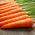 Carrot "Nantes 3" - medium-early variety - 4250 seeds