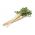 جعفری "ویستلا" - 4500 دانه - Petroselinum crispum 