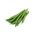 Зелен фасул "Сиренка" - Phaseolus vulgaris L. - семена