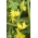 Kanaari liblikas, Canarybird lill, Canarybird viinapuu, Canary nasturtium - 8 seemnet - Tropaeolum peregrinum - seemned