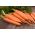 BIO - Carrot "Berlikumer" - certified organic seeds - 4250 seeds