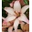 Lilium, Lily Easy Валс - луковица / грудка / корен - Lilium Asiatic Easy Waltz