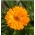 گلدان گلبرگ "زردآلو" - زردآلو - 216 دانه - Calendula officinalis