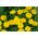 Tagetes patula nana - 153 semillas - Boy Yellow