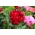 スウィートウィリアム - カーマイン -  810の種 - Dianthus barbatus - シーズ
