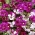 Clarkia pulchella - 4000 siemenet