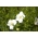 सफेद cupflower; Nierembergia - 