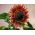 Bunga matahari merah yang semakin meningkat "Floristan" - Helianthus annuus - benih