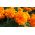 Large-flowered orange Mexican marigold "Mona"