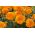 Studentenblume "Mikrus" - niedrig wachsende Sorte, Orangenblüte