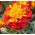 Fransız kadife çiçeği "Pirat" - düşük büyüyen çeşitlilik, bal maun çiçek - Tagetes patula nana - tohumlar