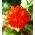 Hoa cúc zinnia "Red Man" - đỏ - 108 hạt - Zinnia elegans