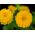 大丽花花百日草“金色黎明” - 黄色 -  108粒种子 - Zinnia elegans - 種子