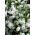 Perpisahan dengan musim semi - putih - Clarkia elegans - biji