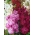 Hoary hisse senedi "Varsovia Rena" - mor-mor; solungaç çiçeği - Matthiola incana annua - tohumlar