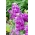 Saham Hoary "Varsovia Jaga" - pink-violet pucat; bunga gilly - Matthiola incana annua - benih