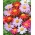 फारसी स्फटिकम "रॉबिन्सन" - विविधता मिश्रण; पाइरेथ्रम डेज़ी, पेंटेड डेज़ी, फ़ारसी कीट फूल, फ़ारसी पेलेट्री, कोकेशियन कीट पाउडर प्लांट - 180 बीज - 