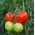 Field tomato "Orkado F1" - tall variety