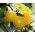 Tomat ladang "Citrina" - varietas tinggi dengan buah berbentuk lemon - Lycopersicon esculentum Mill  - biji