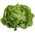 Salat Hode - Attractie - 855 frø - Lactuca sativa L. var. Capitata