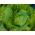 Polní ledový salát "Robinson" - Lactuca sativa var. capitata - semena