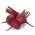 Red beetroot "Nobol"
