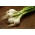 Κρεμμύδι "Elody" - άσπρη, χειμερινή ποικιλία - Allium cepa L. - σπόροι