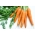 Wortelen - Nantes Amelioree 2 - Tam Tam - Daucus carota - zaden