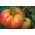 Tomate "Delizia F1" - Hochwachsend Sorte für den Anbau im Freiland oder unter Schutzabdeckungen