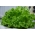 오크 잎 양상추 "Querido" - Lactuca sativa var. foliosa  - 씨앗