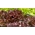 עלה, חסה אדומה ירוקה "פלמנקו" - Lactuca sativa var. foliosa  - זרעים