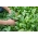 시금치 "Parys F1" - Spinacia oleracea L. - 씨앗