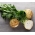 Celeriac“歌利亚”;芹菜 - Apium graveolens - 種子