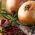 Valgomasis svogūnas - Wolska - sėklos juostoje - Allium cepa L.
