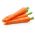 Морков "Samba F1" - късен сорт - Daucus carota - семена