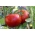 Patuljasta polja rajčica "Etna F1" - Lycopersicon esculentum Mill  - sjemenke