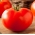 Skleníkové rajče "Octavian F1" - Lycopersicon esculentum Mill  - semena