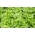 Сала́т латук листовой - Rozalka - Lactuca sativa  - семена