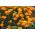 Γαλλική καραβίδα "Βαλένθια" - χαμηλή ποικιλία - 315 σπόροι - Tagetes patula L.