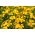 Stempel marigold "Talizman" - kuning - Tagetes patula L. - biji